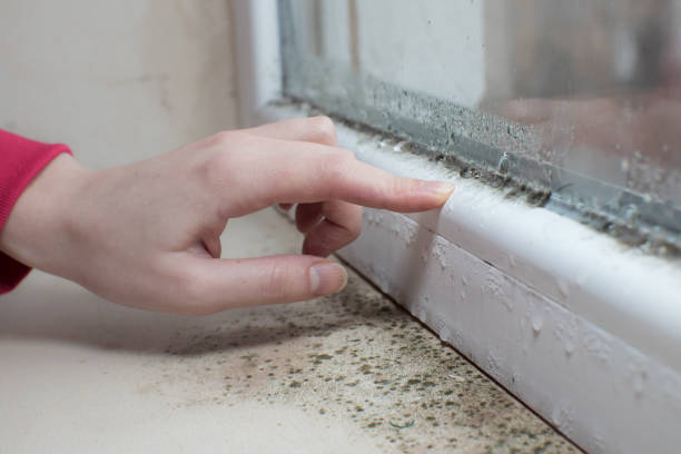 Best Attic Mold Removal  in Mariemont, OH