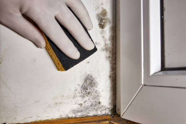 Best Industrial Mold Remediation  in Mariemont, OH